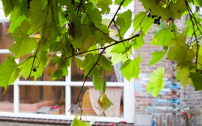 't Elfenbankje, Utrecht - Beste-kinderdagverblijf